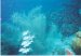 My favorite dive site in Lake Mead (not).