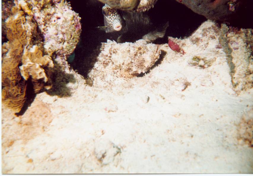 Click pic to return to Bonaire Pictures page.