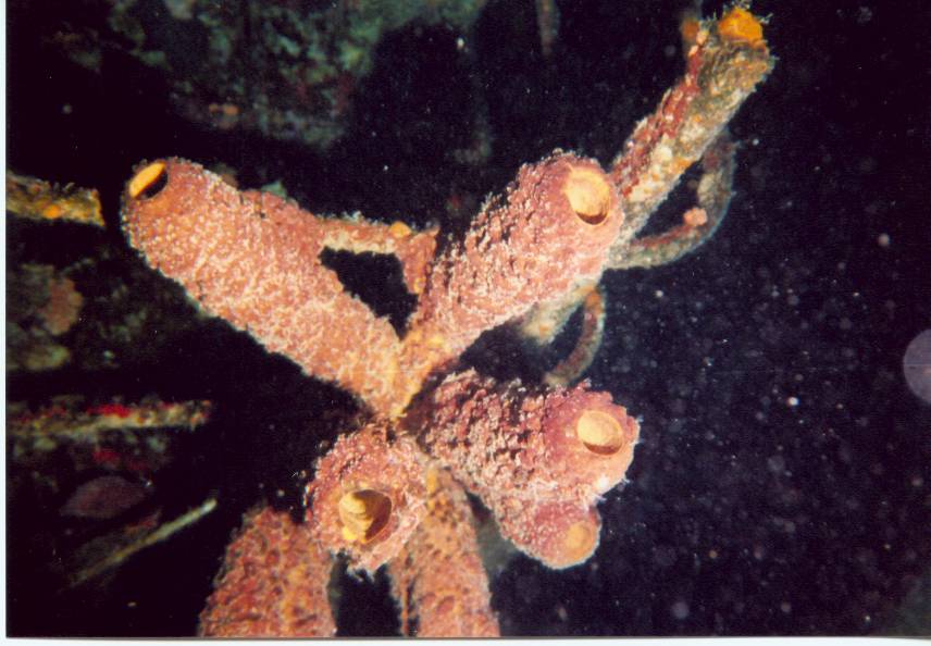 Click pic to return to Bonaire Pictures page.