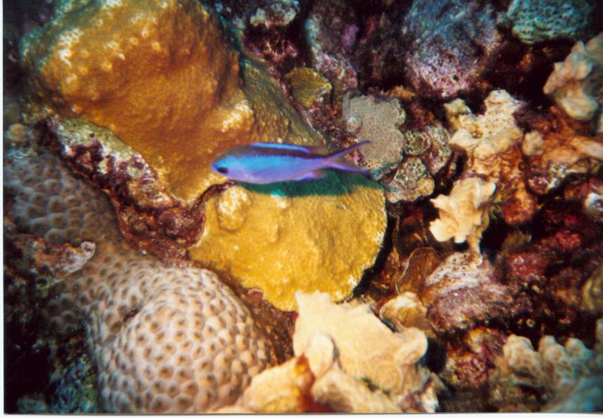 Click pic to return to Bonaire Pictures page.