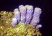 See the corals