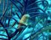 Get more information about diving.