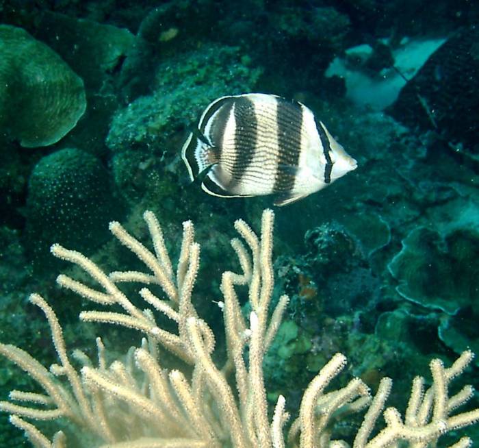 click picture to return to CURACAO PICS.