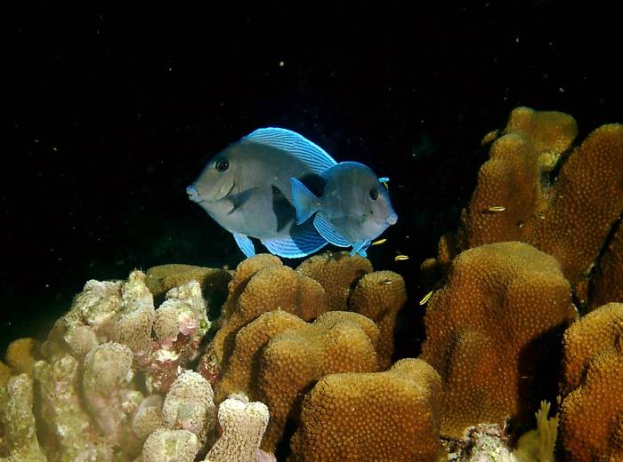 click picture to return to CURACAO PICS.