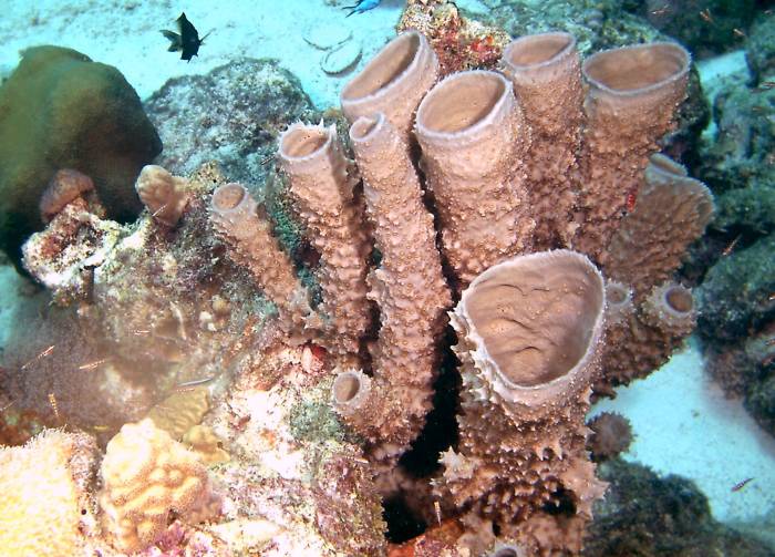 click picture to return to CURACAO PICS.