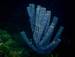 Admittedly, there is an initial investment to get into scuba.