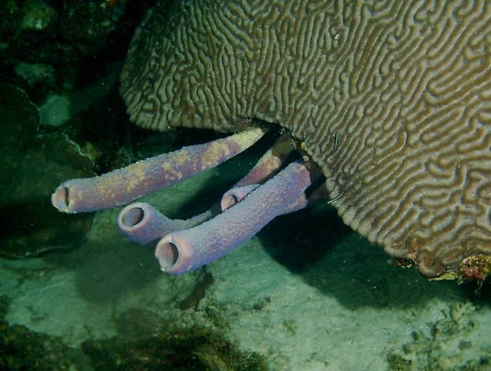 click picture to return to CURACAO PICS.