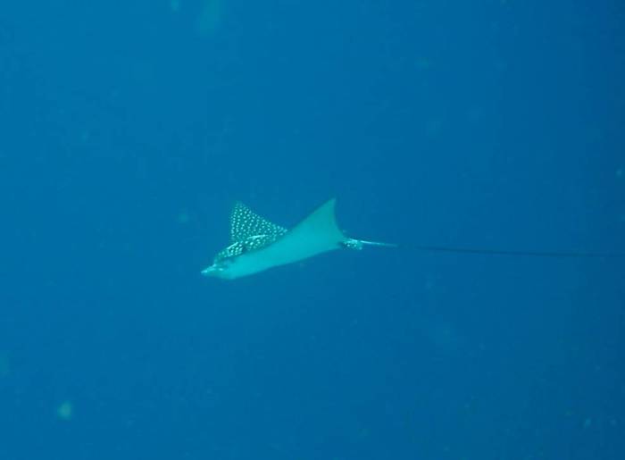 click picture to return to CURACAO PICS.