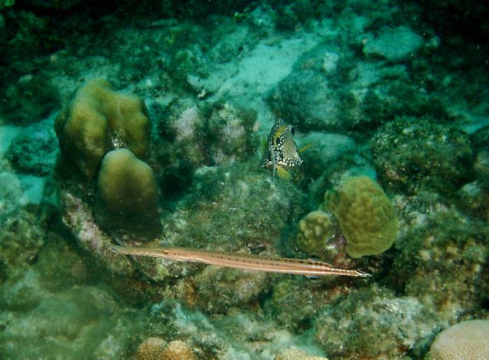 click picture to return to CURACAO PICS.