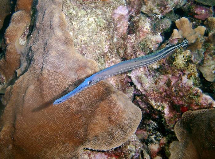 click picture to return to CURACAO PICS.