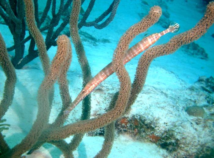 click picture to return to CURACAO PICS.