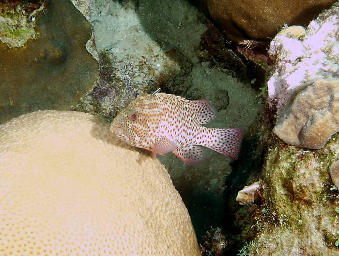 click picture to return to CURACAO PICS.