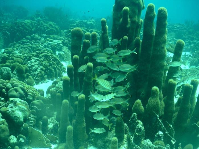 click picture to return to CURACAO PICS.