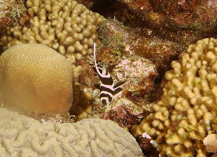 click picture to return to CURACAO PICS.