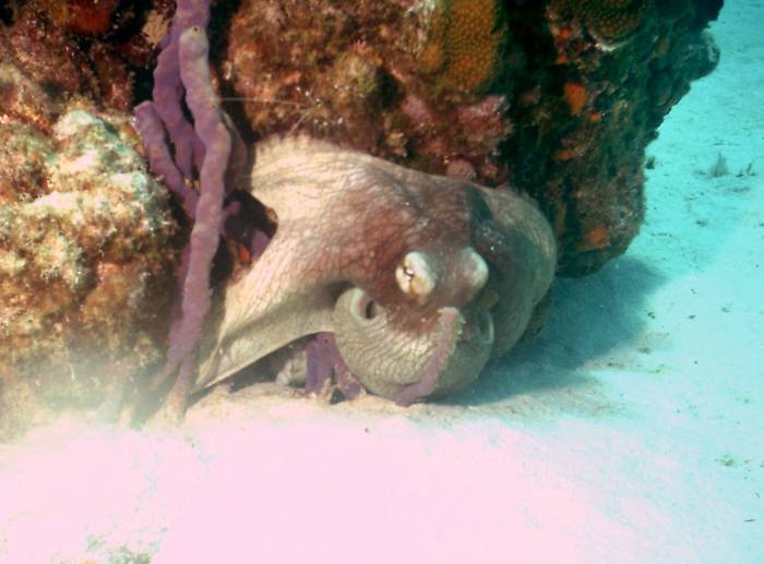 click picture to return to CURACAO PICS.