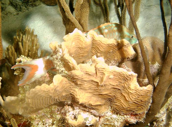 click picture to return to CURACAO PICS.