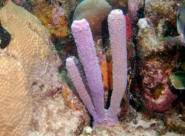 click picture to return to CURACAO PICS.