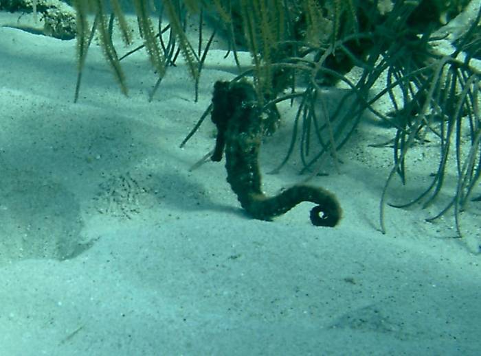 click picture to return to CURACAO PICS.