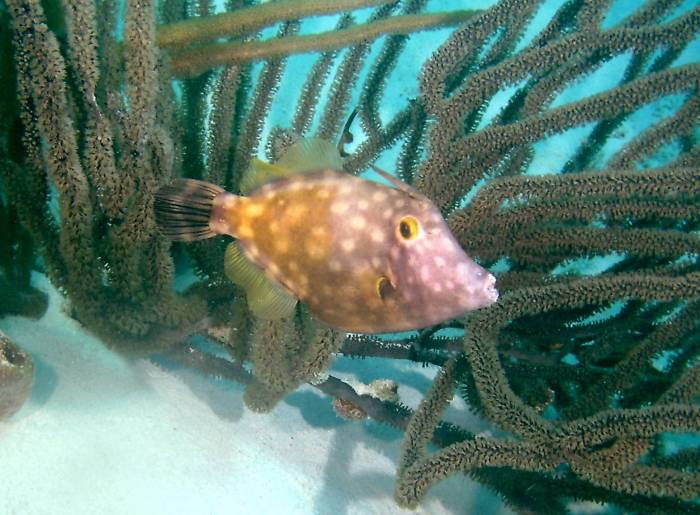 click picture to return to CURACAO PICS.