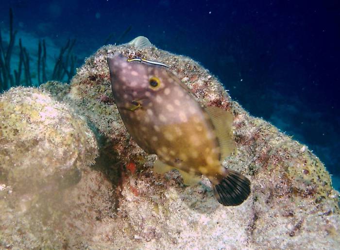 click picture to return to CURACAO PICS.