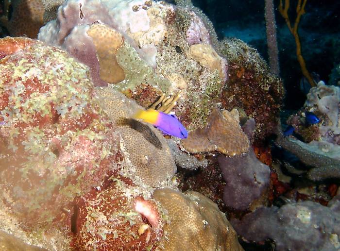 click picture to return to CURACAO PICS.