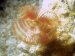 16x macro of a feather duster.