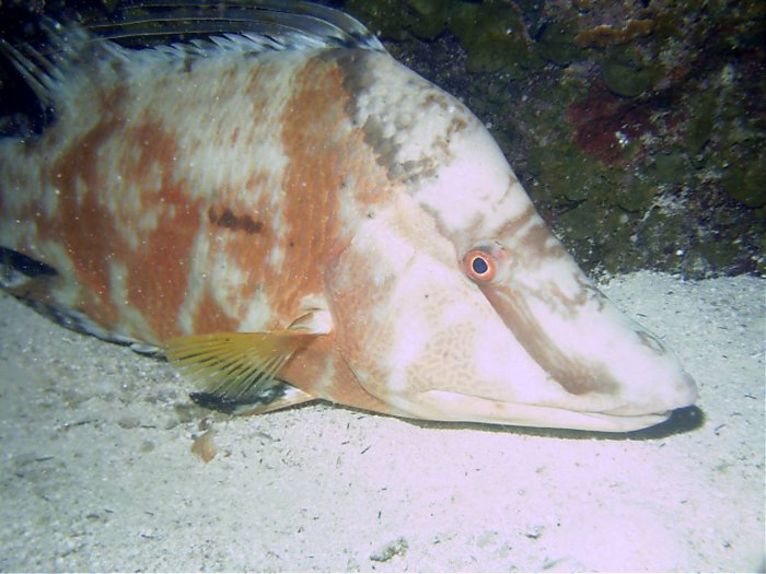 Click fish to return