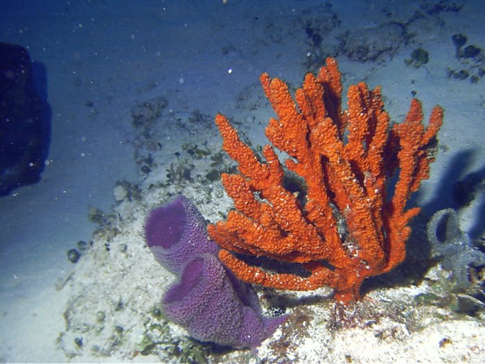 Click pic to return to Cozumel Pictures page.