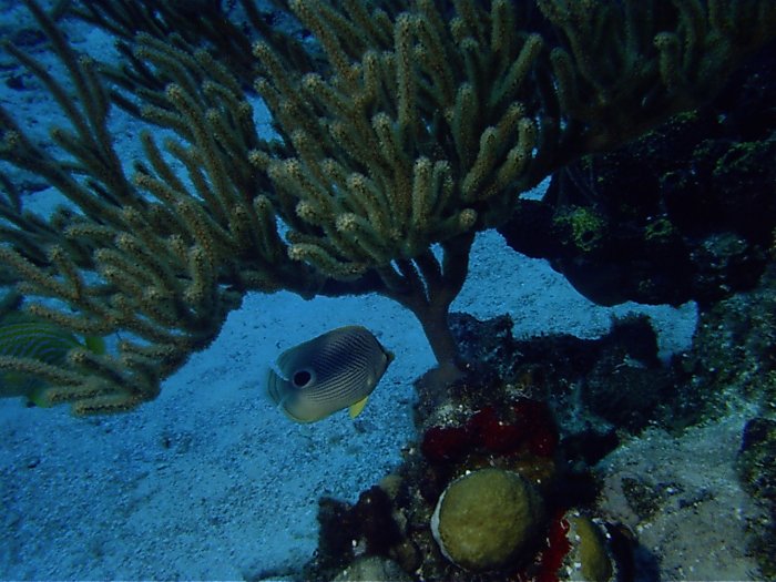 Click pic to return to Cozumel Pictures page.