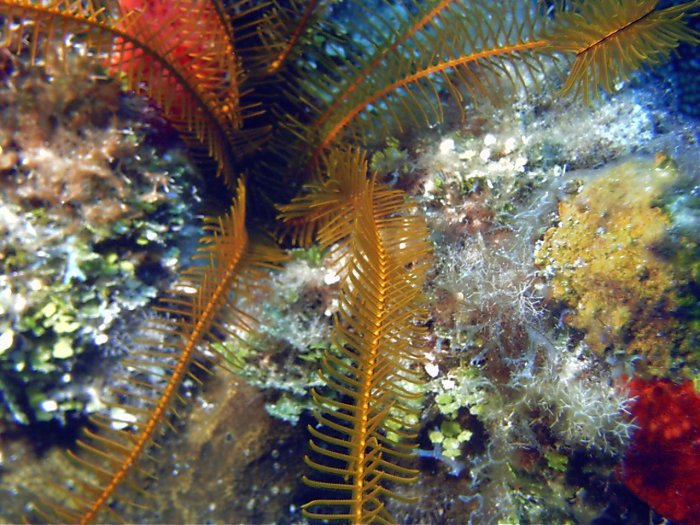 Click pic to return to Cozumel Pictures page.