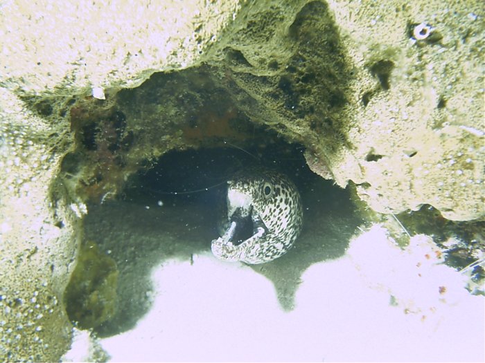 Click pic to return to Cozumel Pictures page.