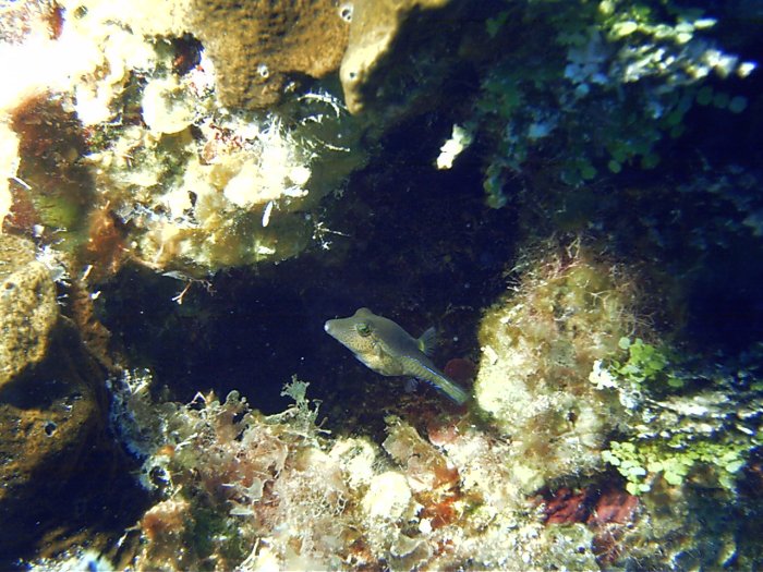 Click pic to return to Cozumel Pictures page.