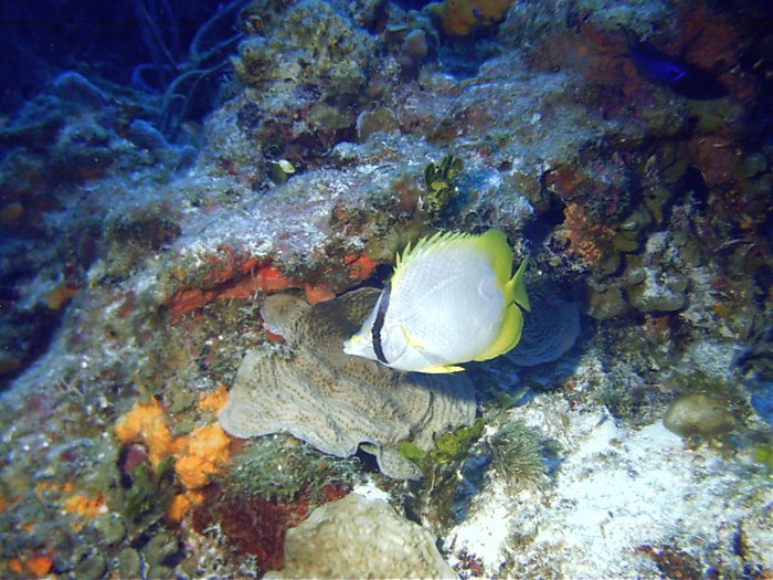 Click pic to return to Cozumel Pictures page.