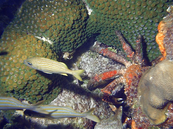 Click pic to return to Cozumel Pictures page.