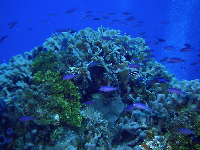 Click pic to return to Cozumel Pictures page.