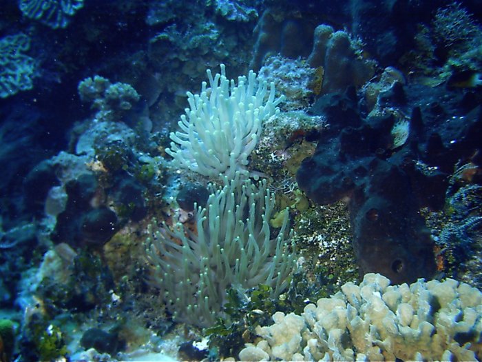 Click pic to return to Cozumel Pictures page.