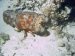 slipper lobster