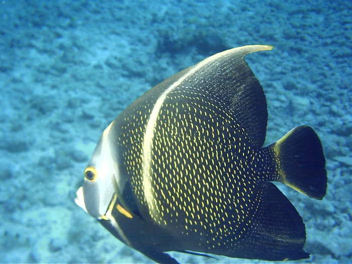 Click pic to return to Cozumel Pictures page.