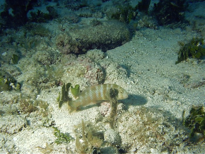 Click pic to return to Cozumel Pictures page.
