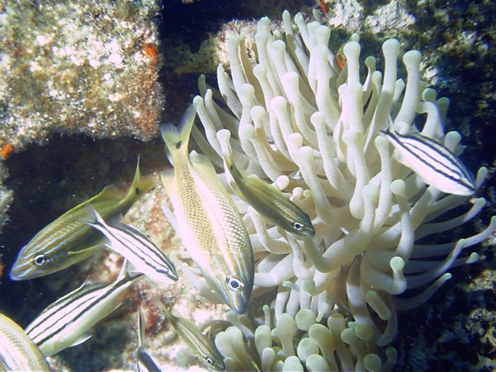 Click pic to return to Cozumel Pictures page.