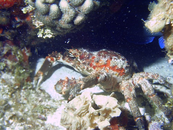 Click pic to return to Cozumel Pictures page.