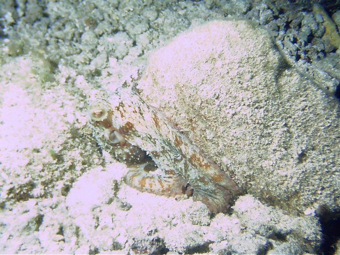 Click pic to return to Cozumel Pictures page.