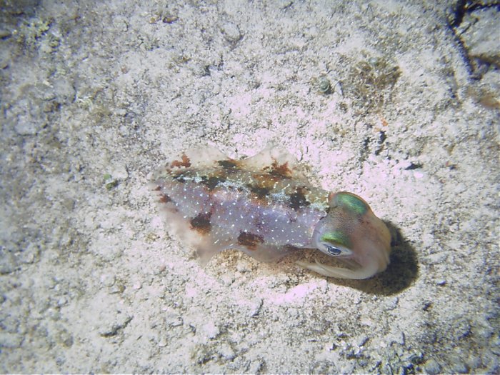 Click pic to return to Cozumel Pictures page.