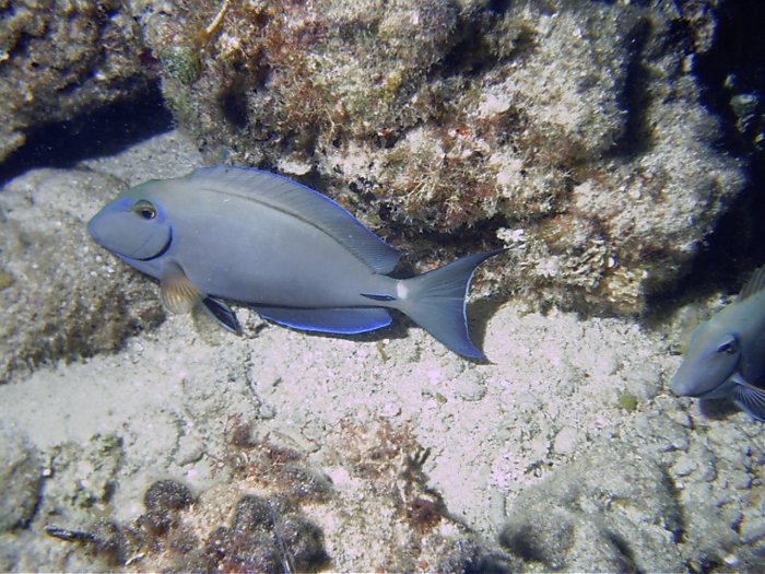 Click pic to return to Cozumel Pictures page.