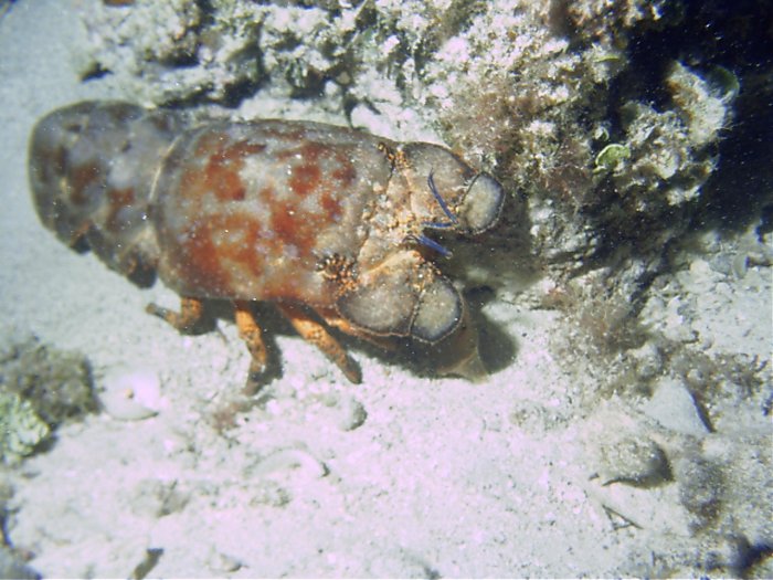 Click pic to return to Cozumel Pictures page.