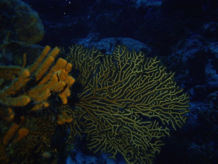 Click pic to return to Cozumel Pictures page.