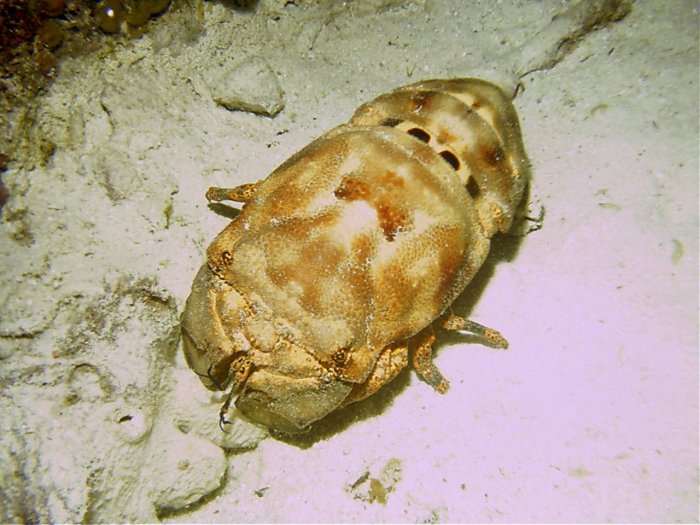 Click slipper lobster to return