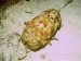 I swear it's a slipper lobster, not a close up of a roach.