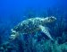 Swim with turtles.