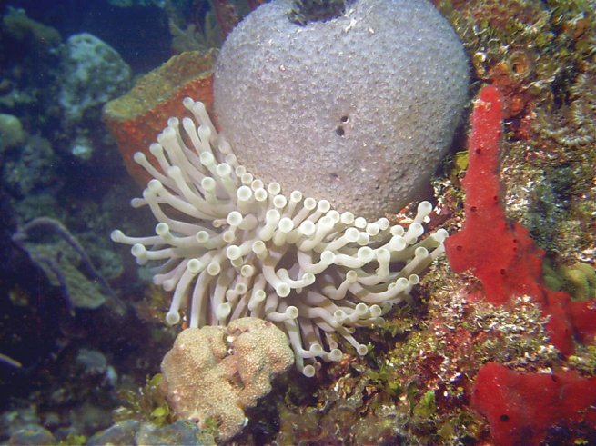 Click picture to return to Bahamas Underwater Pictures page.